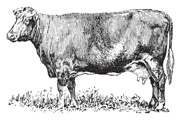 双用途奶牛是品种 提供肉类和牛奶 复古线条画或雕刻插图 — 图库矢量图片