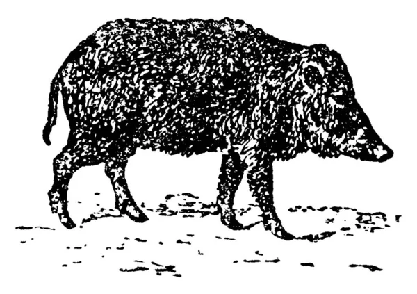 Pekari Lub Javelina Lub Skunk Świnia Vintage Grawerowane Ilustracja Historii — Wektor stockowy