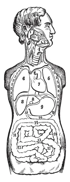 口胸部と腹部 ビンテージの線描画や彫刻図の器官の位置 — ストックベクタ