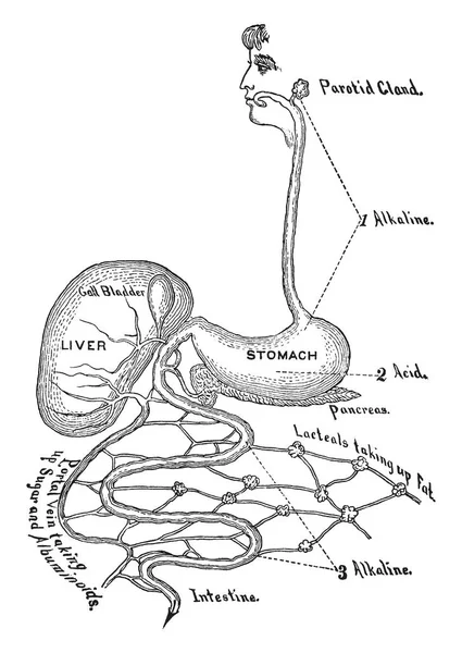 Dieses Diagramm Stellt Verdauungstrakt Vintage Linienzeichnung Oder Gravierillustration Dar — Stockvektor