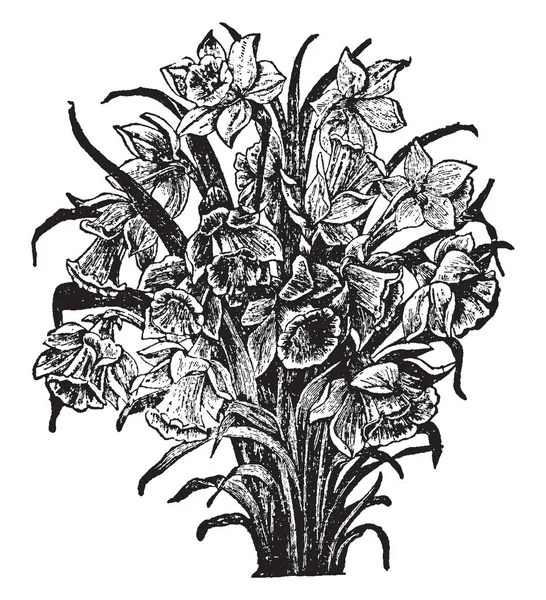 非常に美しく 開花植物培養の属の 水仙です それはまた知られている水仙は主に春の多年草の属植物ヒガンバナ科の家族 ビンテージの線の描画や彫刻イラスト — ストックベクタ
