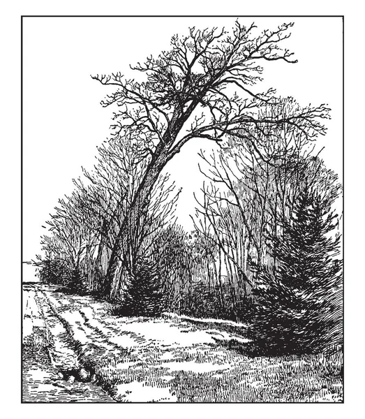 화이트 나무의 그림입니다 참나무 Quercus 수명이 풍경에 화이트 세균성 태우기와 — 스톡 벡터