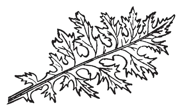 Acanthus Yaprakları Derin Sinuate Kesilir Öyle Uzun Tek Uzun Bırakın — Stok Vektör