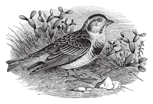 黑色排扣 Longspur 的上部部分石板灰色条纹与昏暗 复古线条画或雕刻插图 — 图库矢量图片