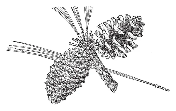Dies Ist Der Kiefernzapfen Der Arizonakiefer Dieser Baum Ist Auch — Stockvektor