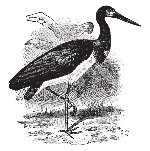 Abdim Stork Uma Espécie Ave Família Ciconiidae —  Vetores de Stock