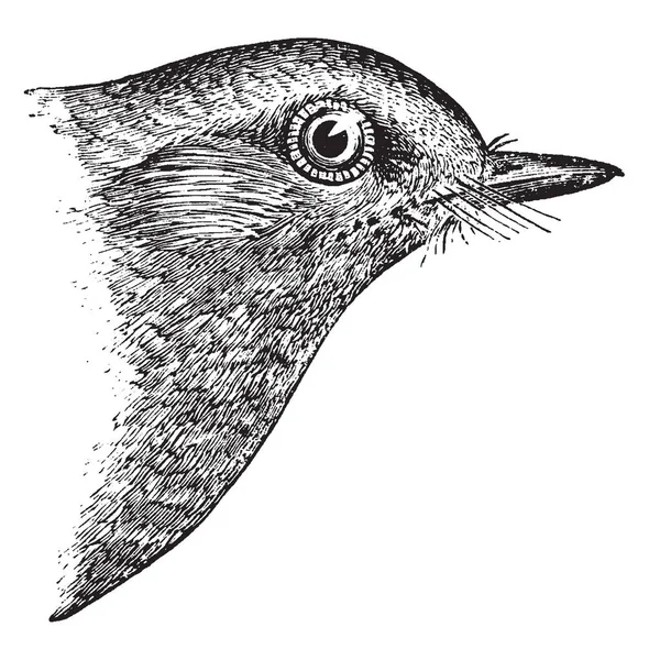 这个插图代表东方蓝鸟 复古线条画或雕刻插图 — 图库矢量图片