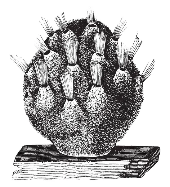 Magnified Living Sponge Glace Piece Common Sponge Show Its Surface — Stock vektor