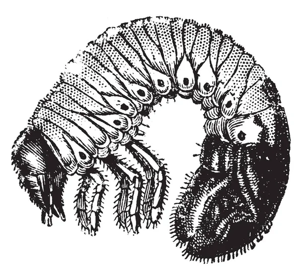 Grub För Cockchafers Skadliga Angrepp Rötterna Växter Vintage Linje Ritning — Stock vektor