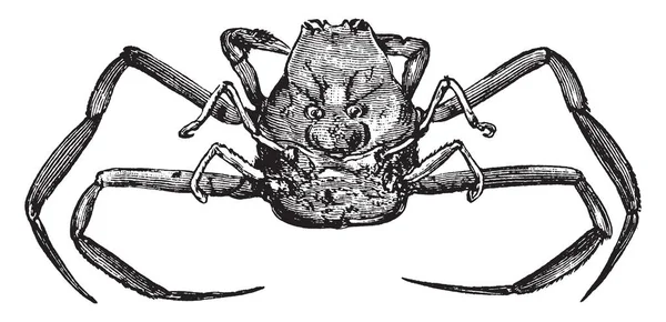 Masque Crabe Est Grand Crabe Dessin Ligne Vintage Illustration Gravure — Image vectorielle