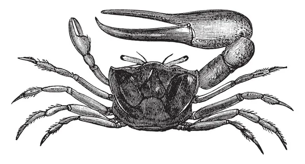 Sand Fiddler Crab Pequeño Crustáceo Familia Ocypodidae Fantasmas Dibujos Líneas — Vector de stock