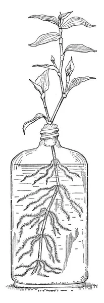 Esta Ilustración Representa Judío Errante Que Planta Vaso Agua Dibujo — Archivo Imágenes Vectoriales