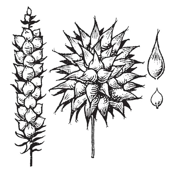 Esta Imagen Muestra Mucha Fruta Una Rama Fruta Planta Carex — Archivo Imágenes Vectoriales