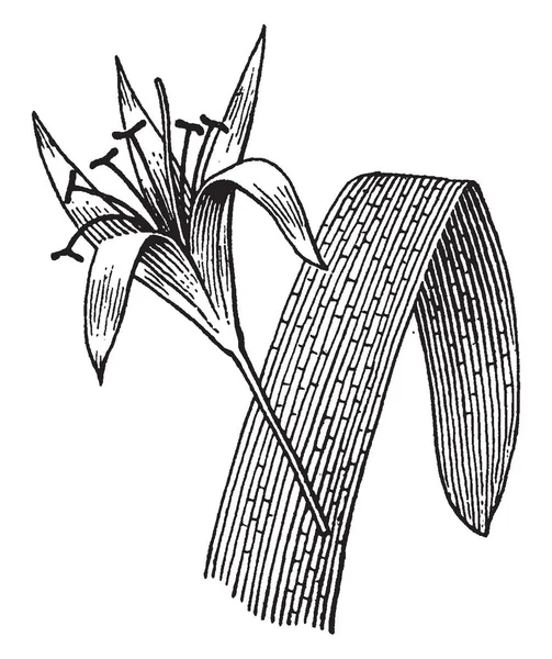 Picture Flower Filaments Belongs Crinum Genus Large Flowers Developed Bulbs — Stock Vector
