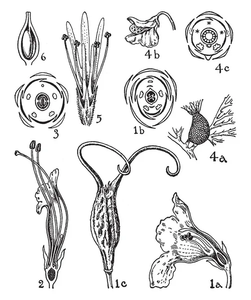 Ilustracja Pokazuje Kwiaty Martynia Gesneria Achimenes Pływacz Globularia Cockburnia Martyniaceae — Wektor stockowy