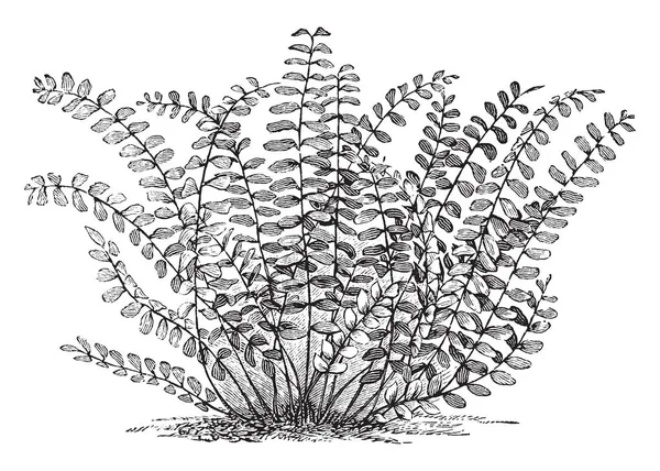 チョウセンシダ マメゴケシダの図 これはイチョウ Spleenwort として知られています 葉が細長く 先端に向かって徐々 に先細りです それは短い根茎 ビンテージの線描画や彫刻イラストから房の成長します — ストックベクタ