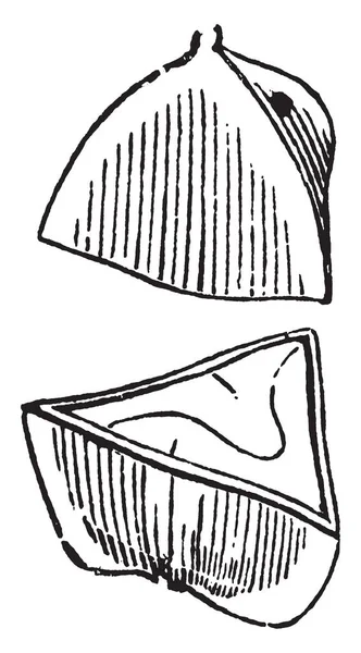 Бук Орех Срезанный Поперек Выглядит Транджел Рисунок Винтажной Линии Гравировка — стоковый вектор