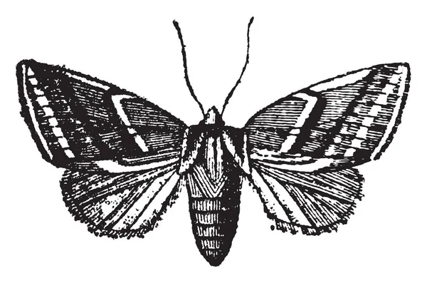 Tortricina は小型の蛾の果樹園 ビンテージの線描画や彫刻イラストに極めて有害である偉大な番号を含める — ストックベクタ