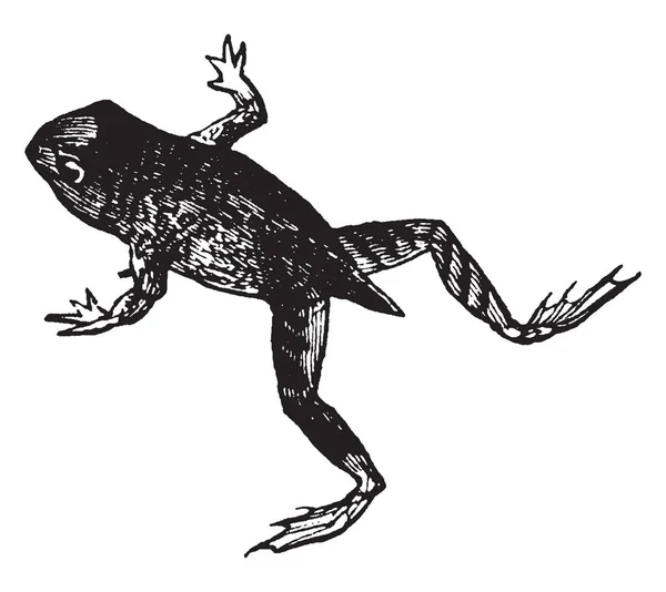 Хвостовая Лягушка Два Вида Лягушек Рода Ascaphus Рисунок Винтажной Линии — стоковый вектор