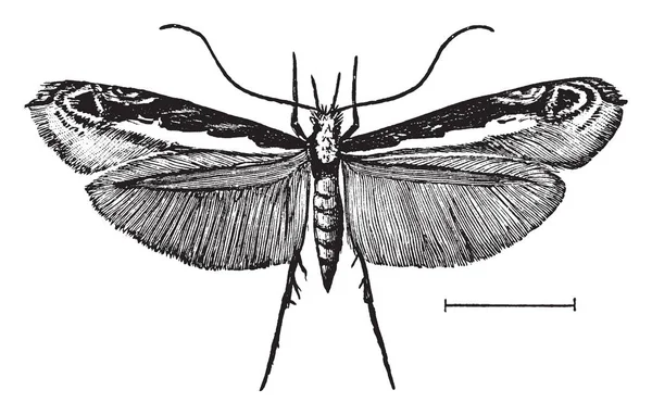 Listů Skvrna Horník Moth Obsahující Velmi Malé Ale Krásné Tineid — Stockový vektor