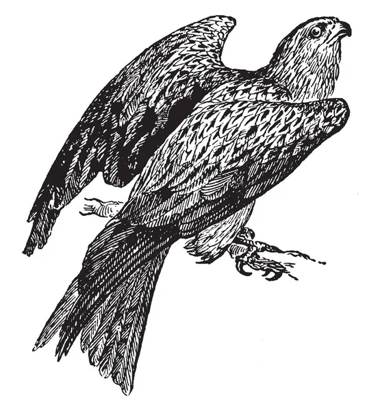 European Kite Very Miscellaneous Feeder Vintage Line Drawing Engraving Illustration — Stock Vector