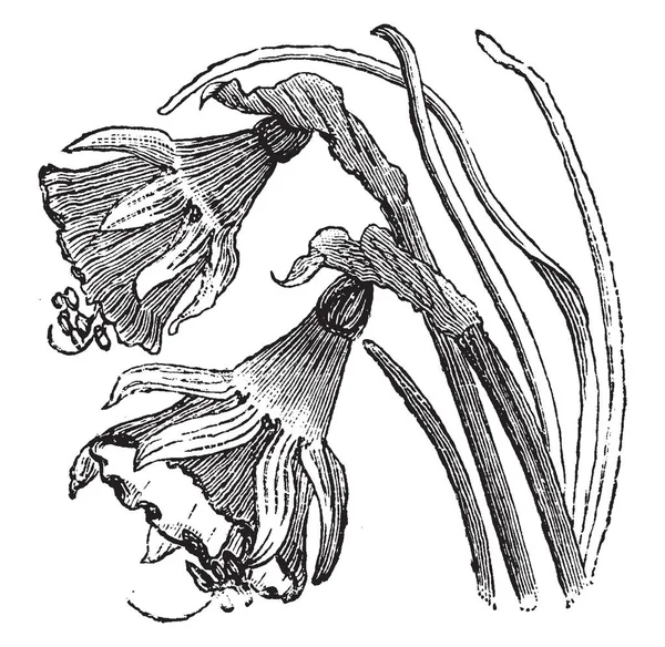 スイセン Bulbocodium はヒガンバナの開花植物の種 通常スペインと Portugal はわずかに拡張されたトリス コロナ ビンテージの線描画や彫刻イラスト南部と西部のフランスの発見は — ストックベクタ