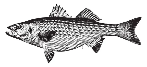 条纹低音是一种柔软的肉质鱼 复古线条画或雕刻插图 — 图库矢量图片