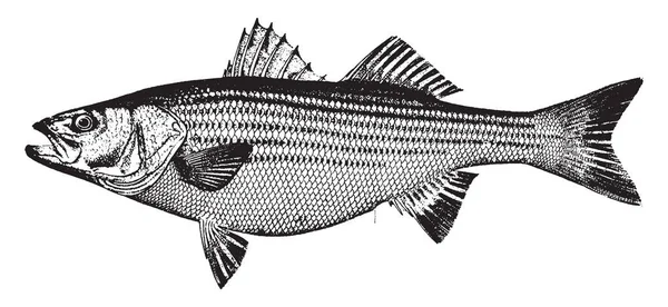 縞模様のベースは柔らかい果肉が魚 ビンテージの線描画や彫刻イラストです — ストックベクタ