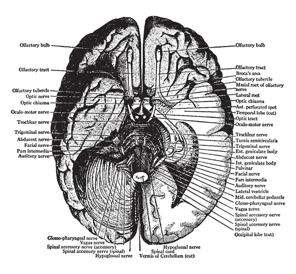 Vista Della Superficie Inferiore Del Cervello Con Parte Inferiore Dei — Vettoriale Stock