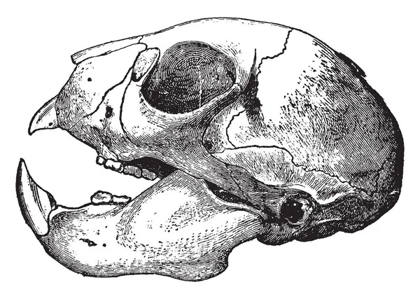 Aye Aye Skull Which Lemur Strepsirrhine Primate Native Madagascar Vintage — Stock Vector
