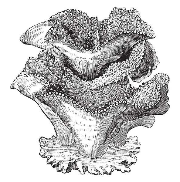 树珊瑚是对聚吸素 复古线条画或雕刻插图的形式的一种描述 — 图库矢量图片