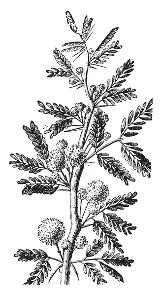 Mimosa Ilustração Gravada Vintage Vie Dans Nature 1890 — Vetor de Stock