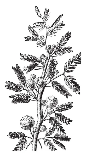 Mimosa Vintage Graverad Illustration Vie Dans Nature 1890 — Stock vektor