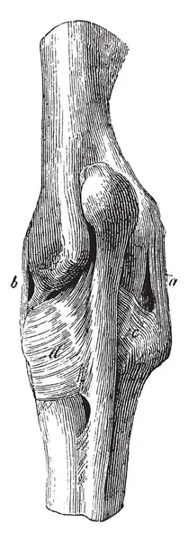 Ligaments Articulation Coude Présence Ligament Latéral Externe Ligament Latéral Interne — Image vectorielle