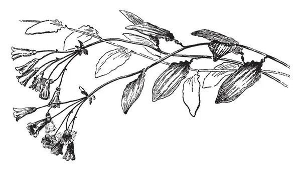 Bomarea Salsilla Est Une Plante Fleurs Fleurs Forme Trompette Feuilles — Image vectorielle