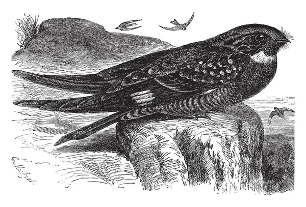 Grande Falco Notturno Con Distanti Traverse Pallide Marmorizzate Una Grande — Vettoriale Stock