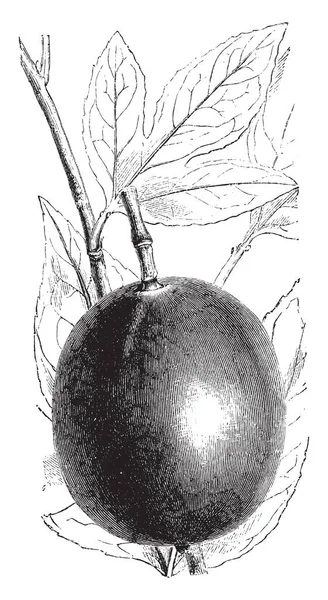 Μια Εικόνα Δείχνει Φρούτα Και Φύλλα Του Passiflora Edulis Κοινά — Διανυσματικό Αρχείο