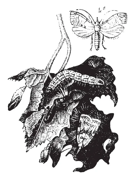 Nachtvlinder Wijnstok Vintage Gegraveerd Illustratie Natural History Dieren 1880 — Stockvector