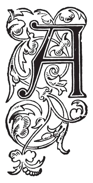 Üzüm ve yaprakları, vintage çizgi çizme veya oyma illüstrasyon ile dekoratif bir büyük harf A