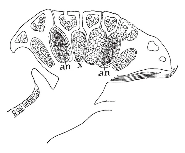 Egy Kereszteződés Egy Fiatal Antheridial Egy Virágos Növény Vintage Vonalas — Stock Vector
