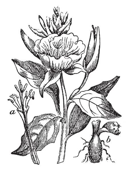 Picture Showing Evening Primrose Native America Belongs Onagraceae Family Flower Stock Vector