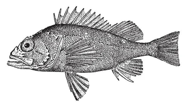 Corsair Fish Smooth Cranial Ridges Vintage Line Drawing Engraving Illustration — Stock Vector