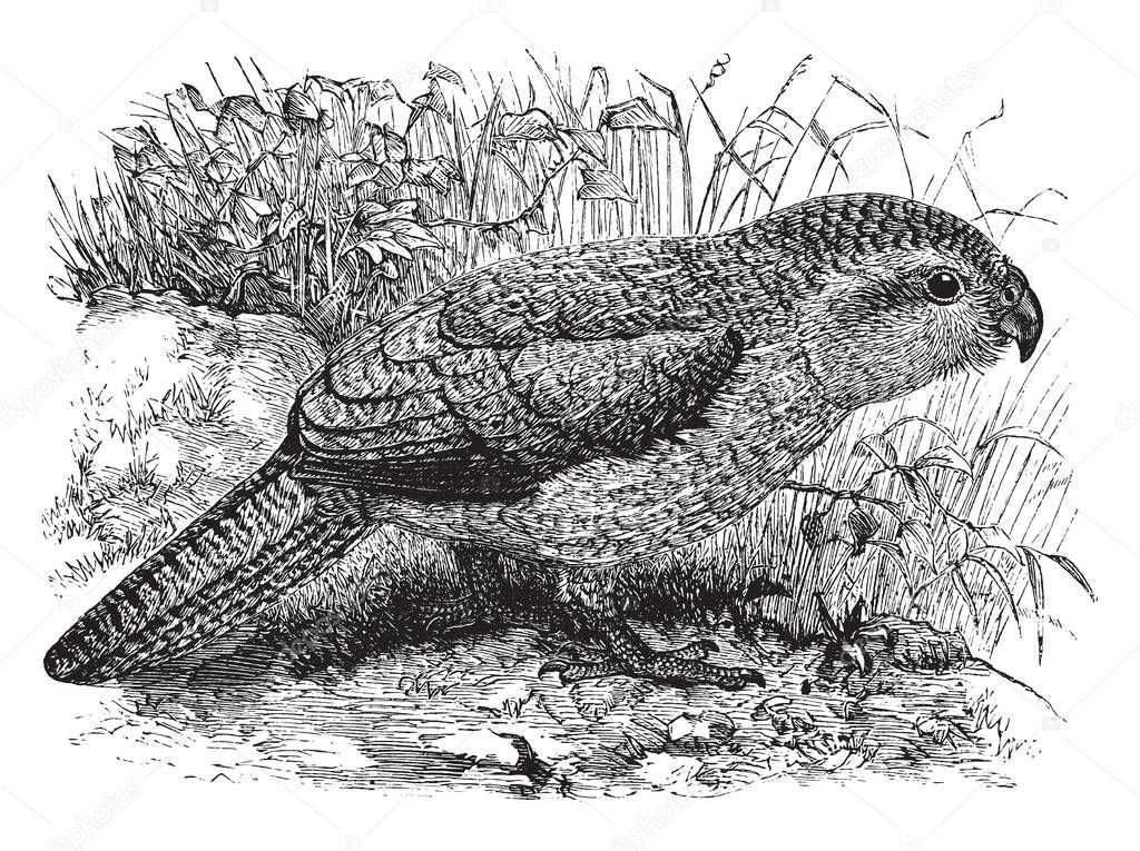 This illustration represents Kakapo, vintage line drawing or engraving illustration.