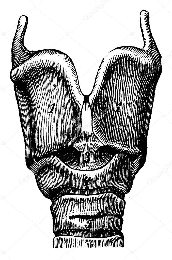 Larynx, vintage engraved illustration. La Vie dans la nature, 1890.