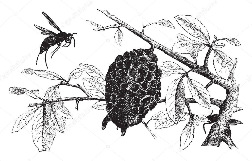 Hornets and Nest where the Hornets resemble the Wasps in their habits, vintage line drawing or engraving illustration.