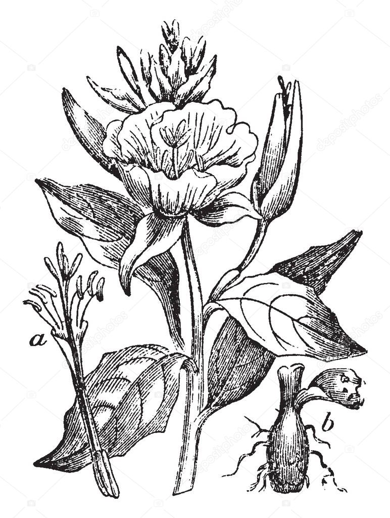A picture is showing Evening Primrose. It native to America, belongs to Onagraceae family. This is: a, flower divested of calyx and corolla, to show the parts or fructification; b, tuberous root, vintage line drawing or engraving illustration.