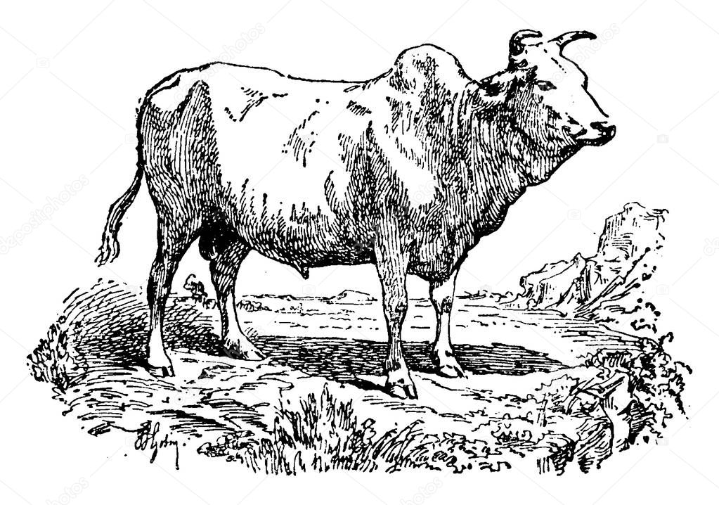 Zebu or Humped cattle or Brahman, vintage engraved illustration. Natural History of Animals, 1880