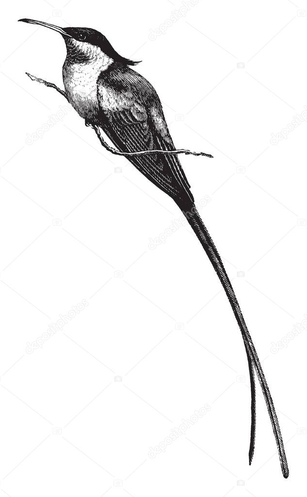 This illustration represents Long Tailed Hummingbird, vintage line drawing or engraving illustration.