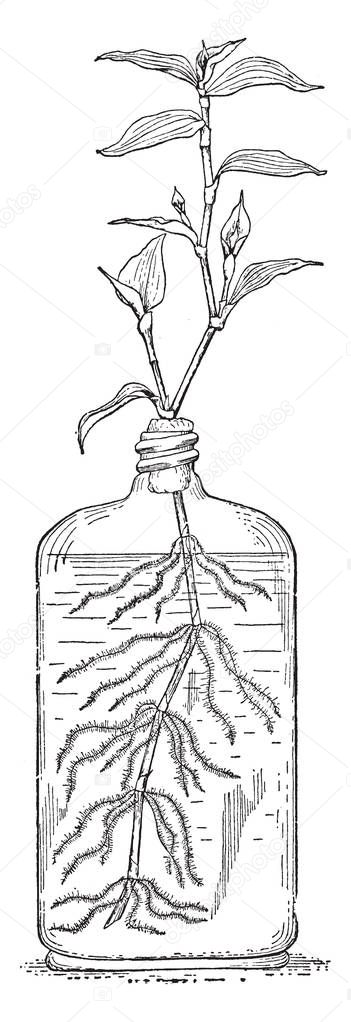 This illustration represents Wandering Jew which is plant in a glass of water, vintage line drawing or engraving illustration.