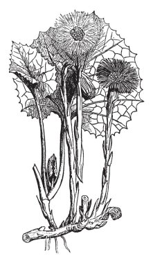 Coltsfoot sarı çiçekler, vintage çizgi çizme veya oyma illüstrasyon ile büyük yuvarlak yaprakları ile bir bitkidir.